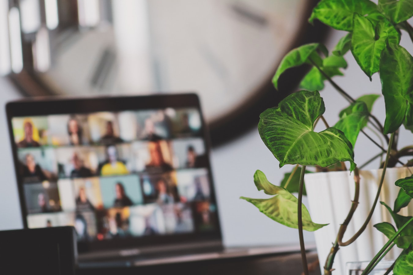 Out of focus image of a computer on a desk, plant is main focus of the frame.