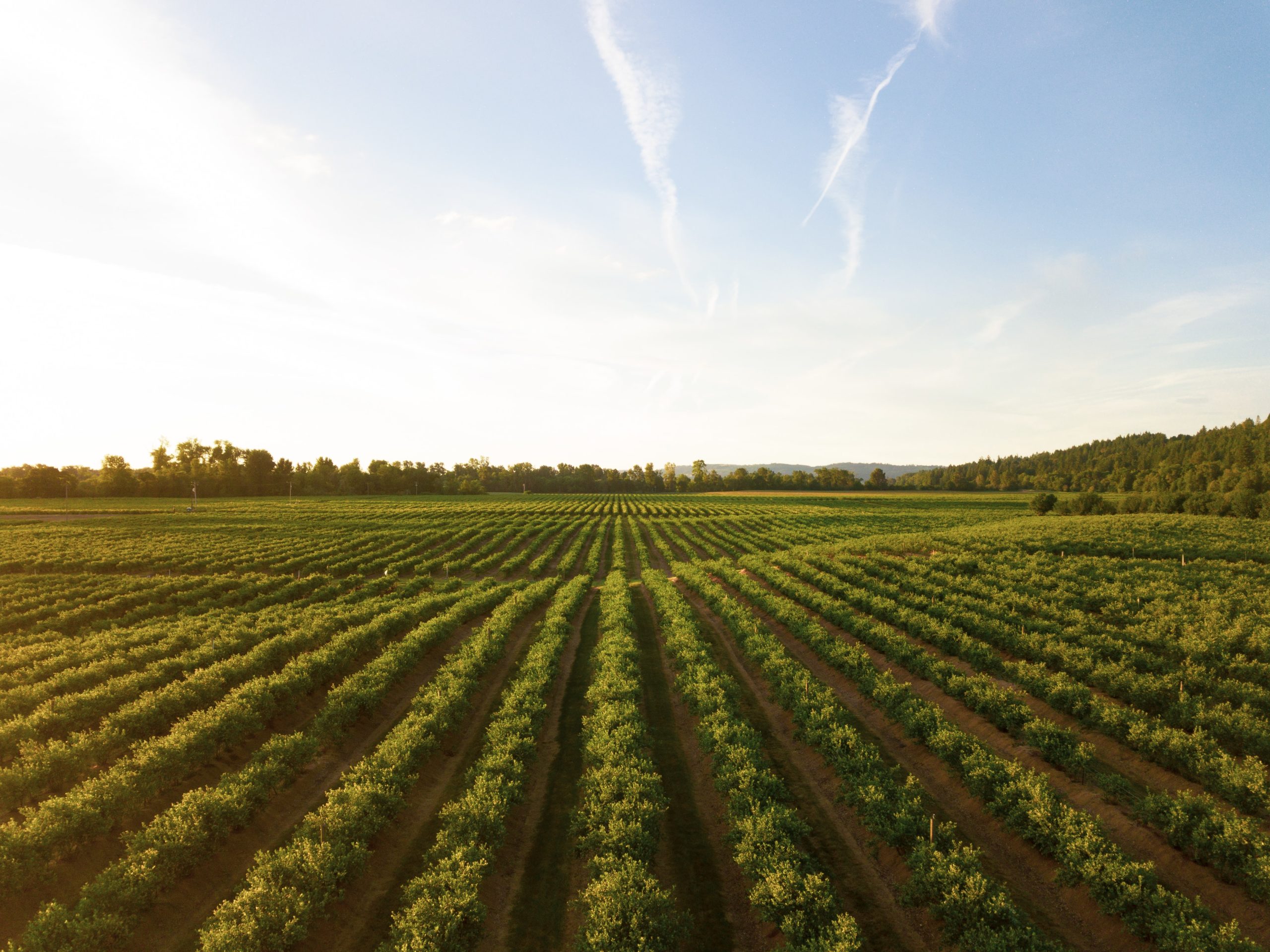 Small winery in the mid-Willamette Valley outside Salem, Oregon